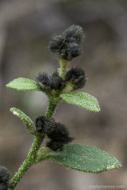 Dampiera purpurea