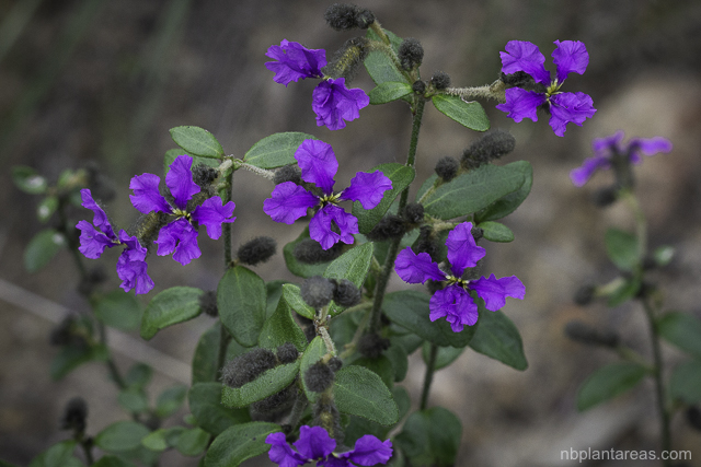 Dampiera purpurea