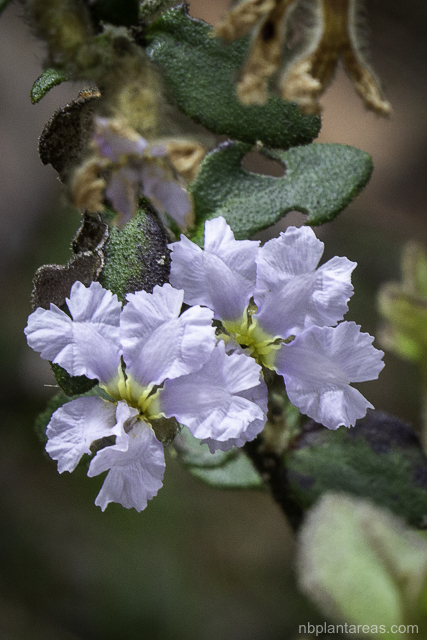 Dampiera purpurea