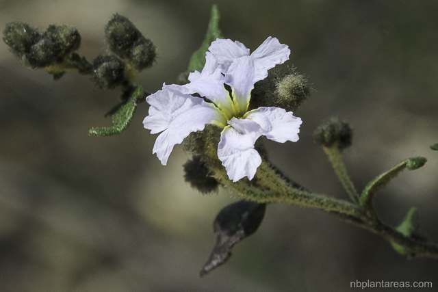 Dampiera purpurea
