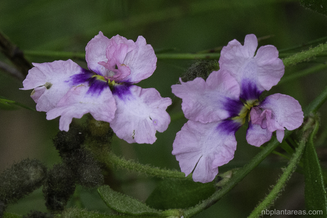 Dampiera purpurea