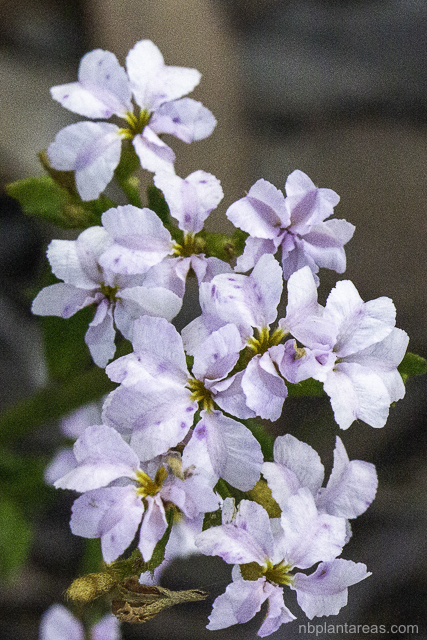 Dampiera stricta