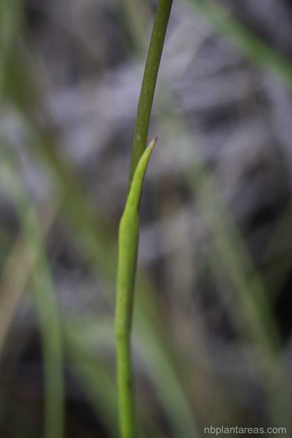 Genoplesium fimbriatum