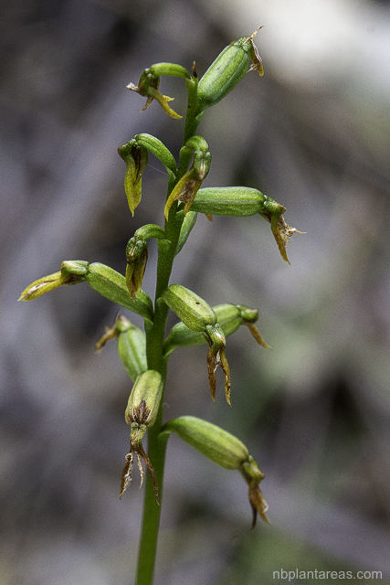 Genoplesium fimbriatum