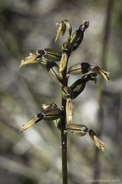 Genoplesium fimbriatum