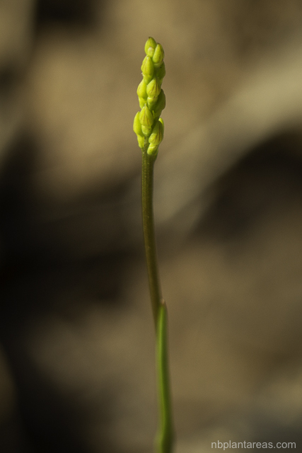 Genoplesium fimbriatum