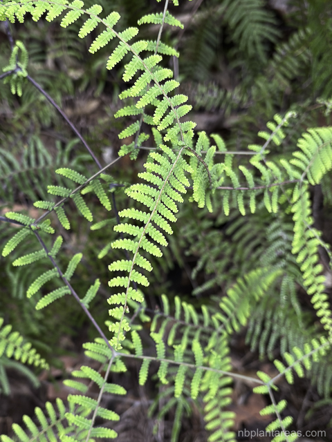Gleichenia rupestris