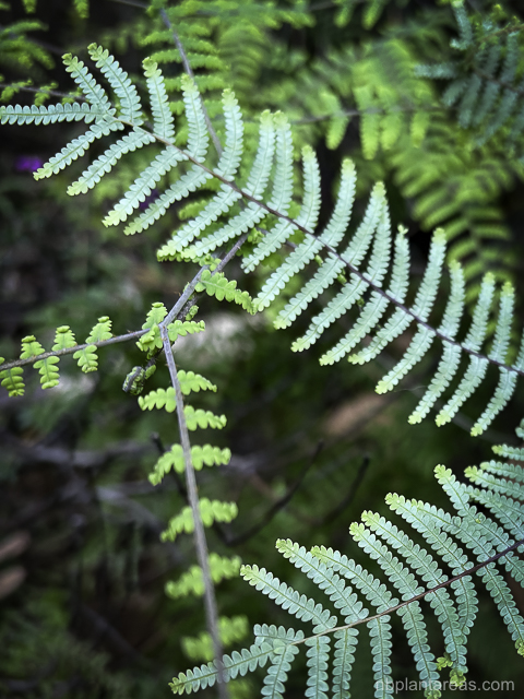 Gleichenia rupestris