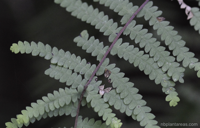 Gleichenia rupestris