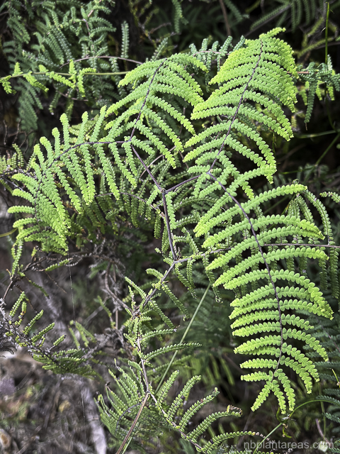 Gleichenia rupestris
