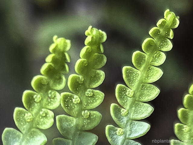 Gleichenia rupestris