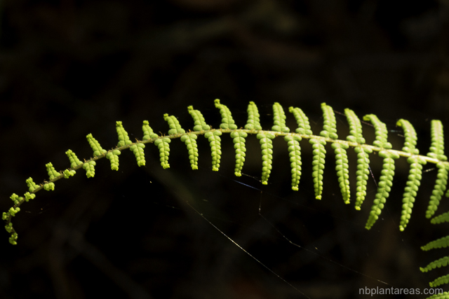 Gleichenia rupestris