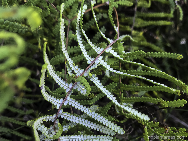 Gleichenia rupestris