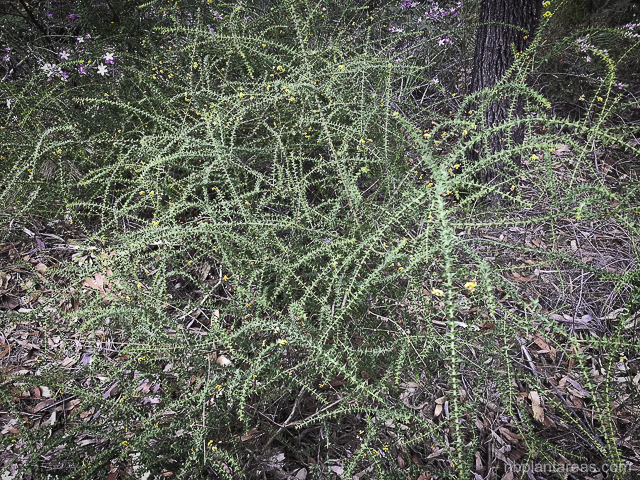 Daviesia umbellulata