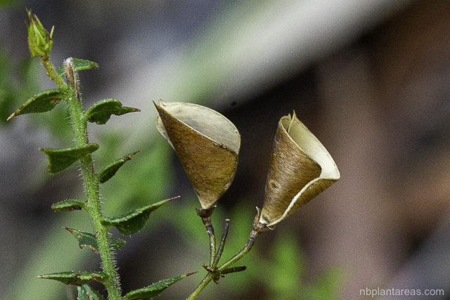 Daviesia umbellulata