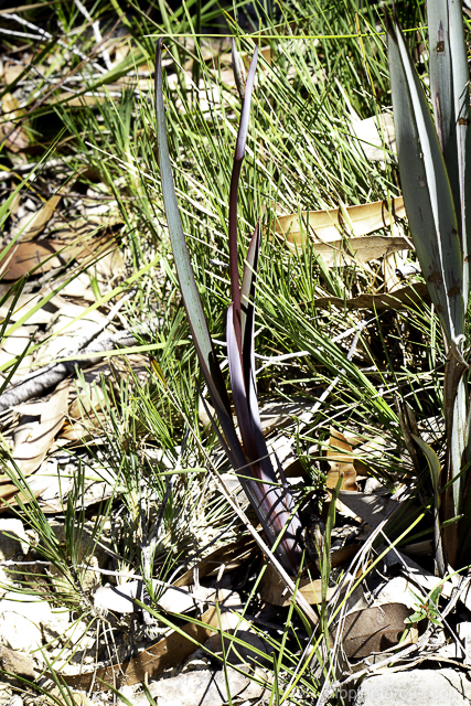 Dianella prunina