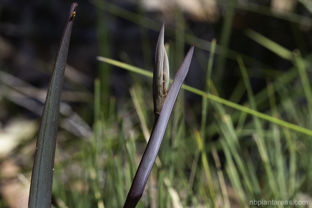 Dianella prunina