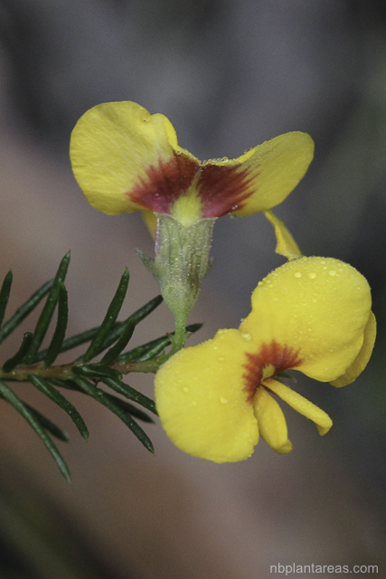 Dillwynia retorta