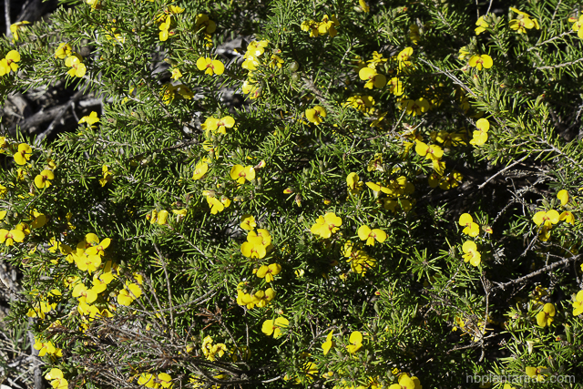 Dillwynia retorta