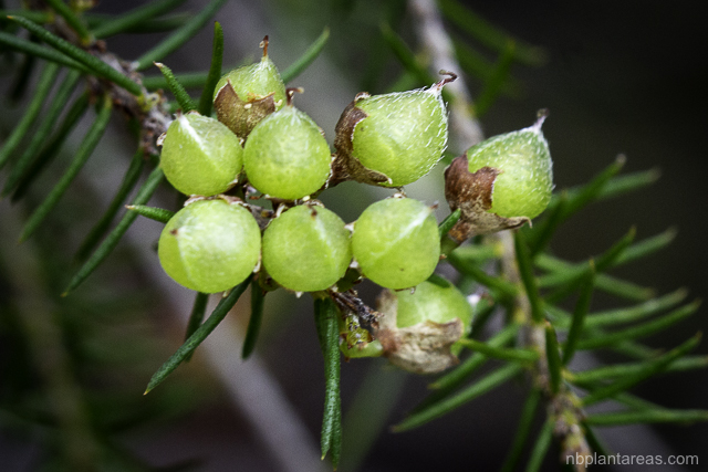 Dillwynia retorta