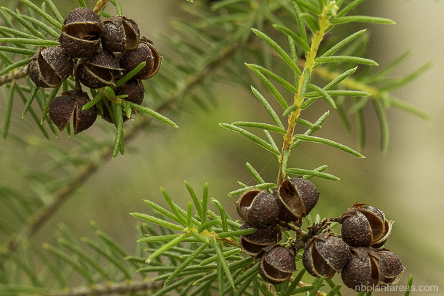 Dillwynia retorta