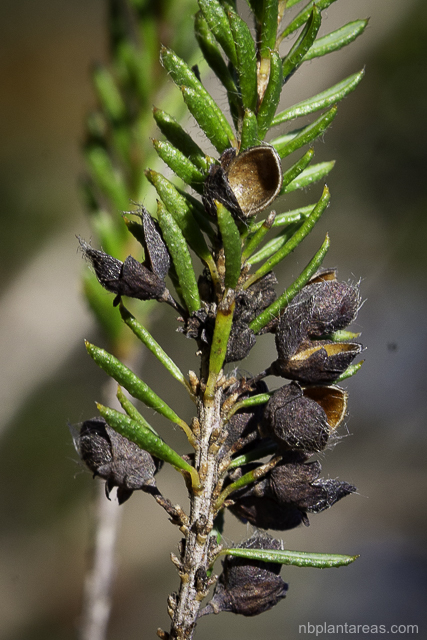 Dillwynia retorta