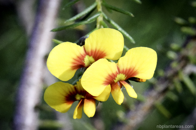 Dillwynia retorta