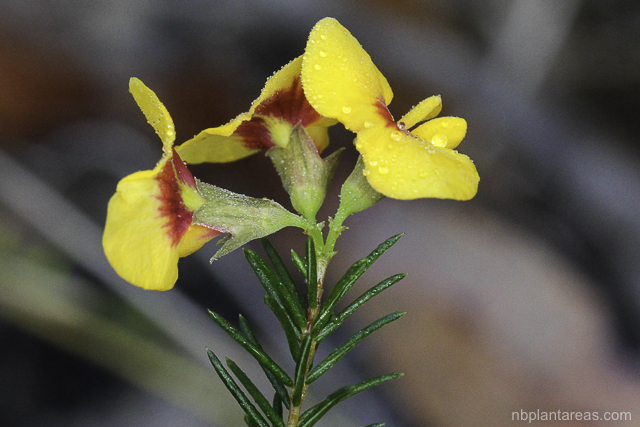 Dillwynia retorta