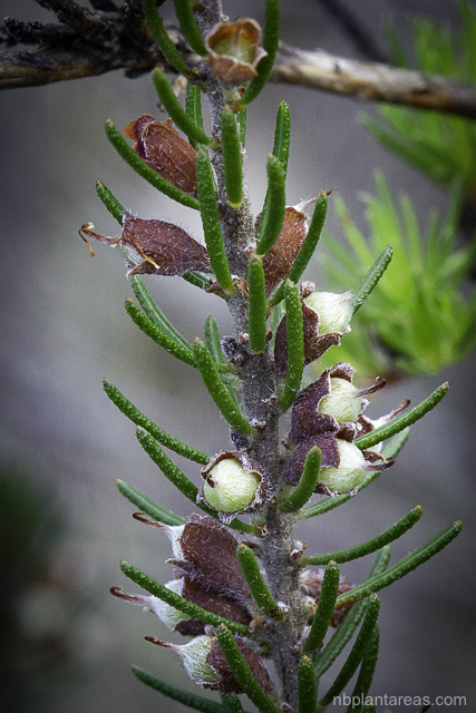 Dillwynia rudis