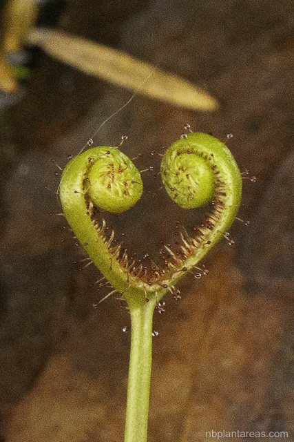 Drosera binata