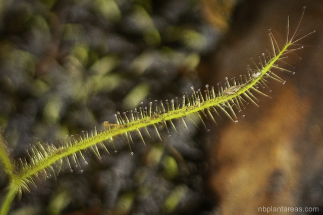 Drosera binata