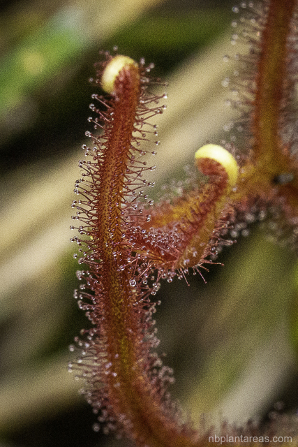 Drosera binata