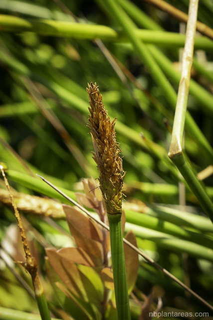 Eleocharis sphacelata
