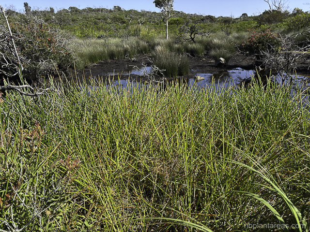 Eleocharis sphacelata