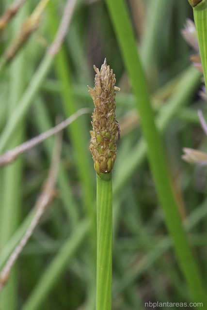 Eleocharis sphacelata