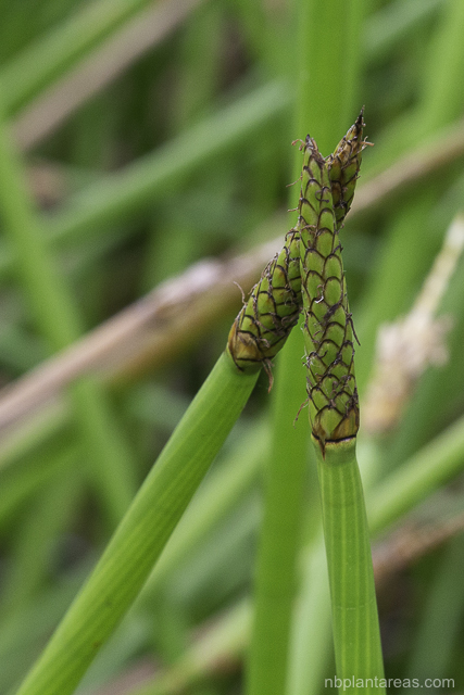 Eleocharis sphacelata