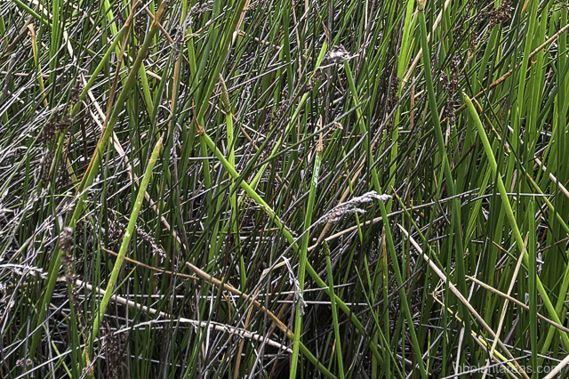 Eleocharis sphacelata