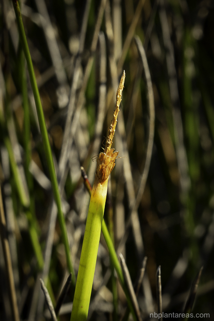 Eleocharis sphacelata
