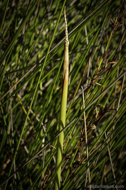 Eleocharis sphacelata