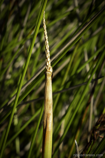 Eleocharis sphacelata