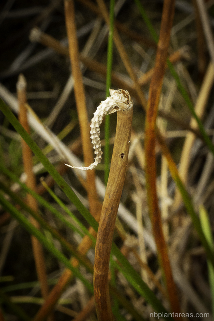 Eleocharis sphacelata