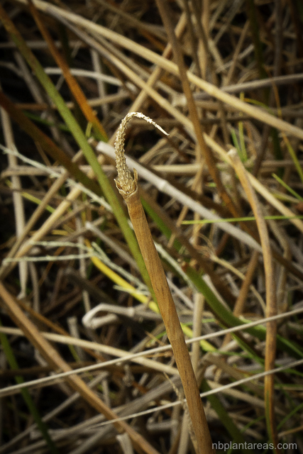 Eleocharis sphacelata