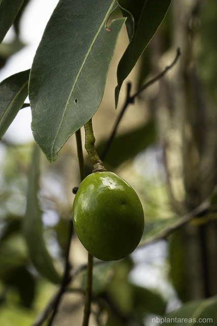Endiandra sieberi