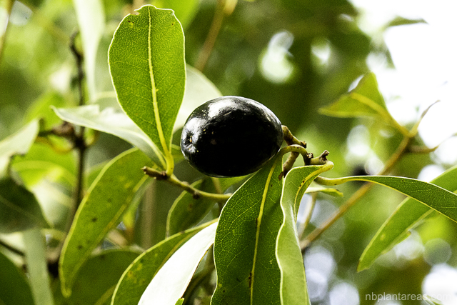 Endiandra sieberi