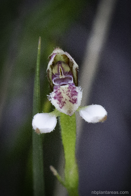 Eriochilus cucullatus complex