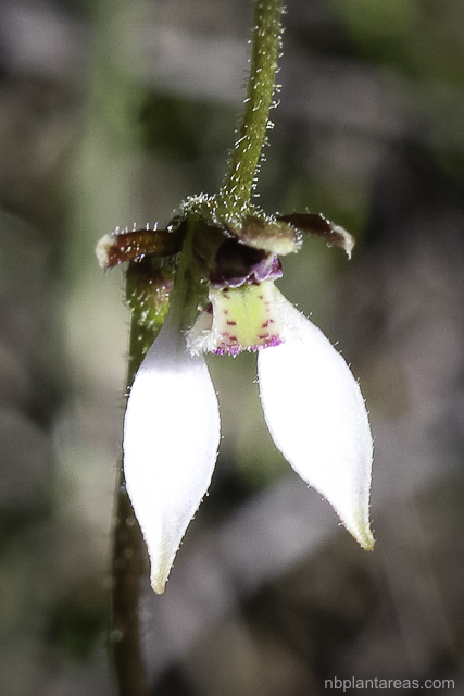 Eriochilus cucullatus complex