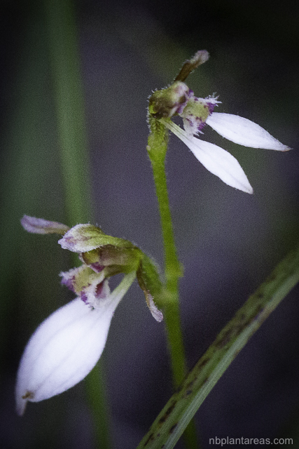 Eriochilus cucullatus complex