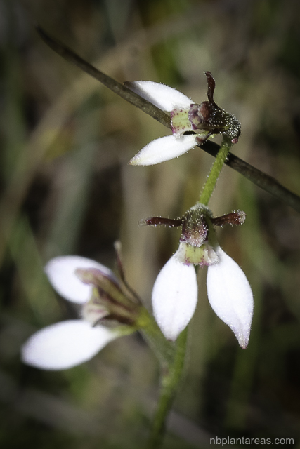 Eriochilus cucullatus complex