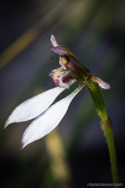 Eriochilus cucullatus complex