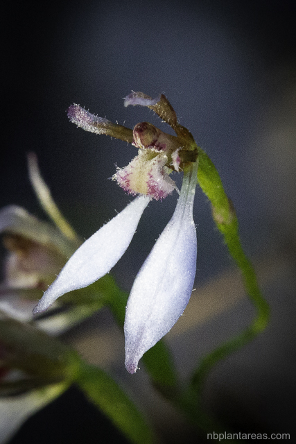 Eriochilus cucullatus complex